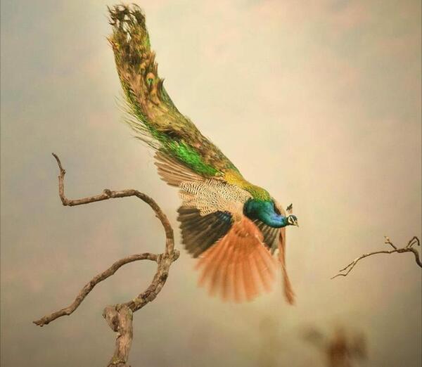 عکس شخصیت طاووس