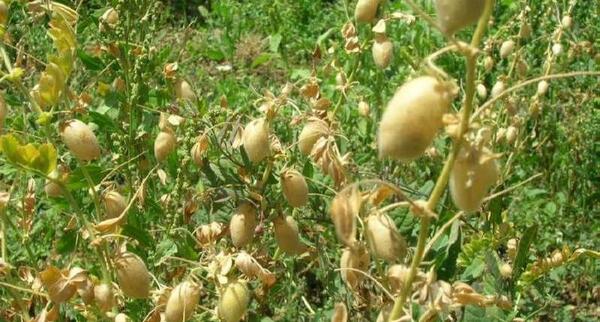 عکس نخود لپه