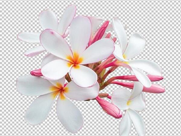 عکس صفحه ی سفید گلدار