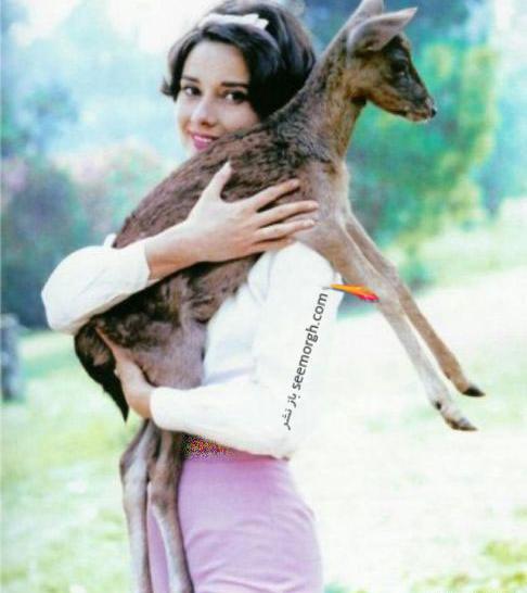 عکس آهو خانگی