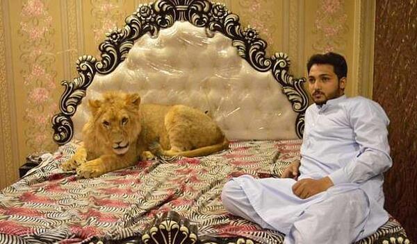 عکس آهو خانگی