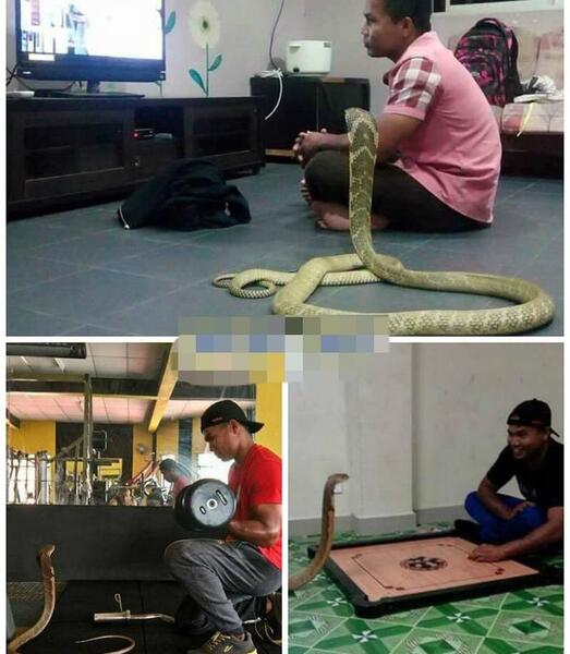 عکس شاه کبرا