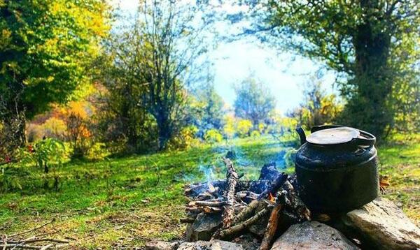 عکس های زیبا جنگل