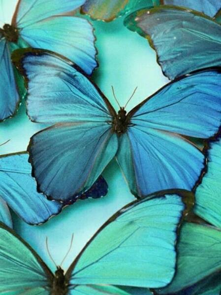 عکس پروانه فیروزه ای