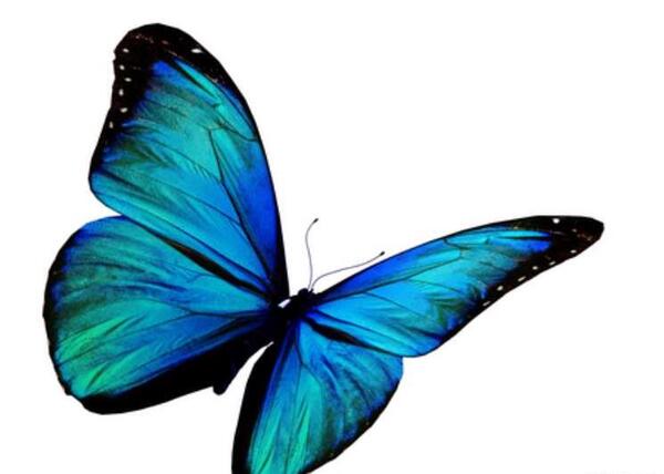 عکس پروانه فیروزه ای