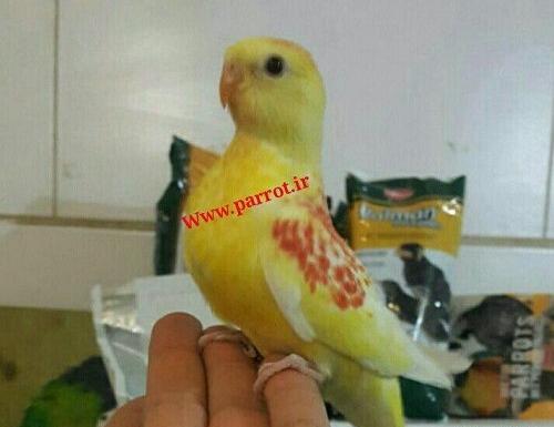 عکس طوطی آوازه خوان