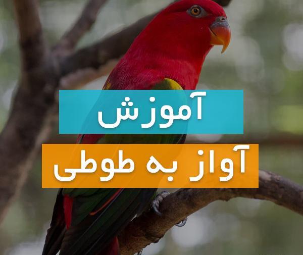 عکس طوطی آوازه خوان