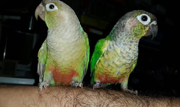 عکس طوطی آوازه خوان