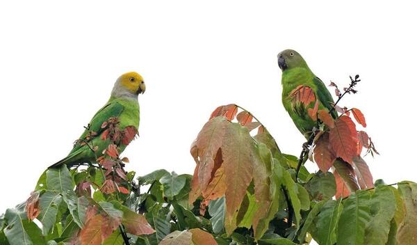 عکس طوطی آوازه خوان