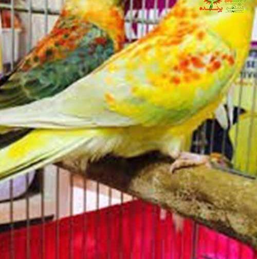 عکس طوطی آوازه خوان