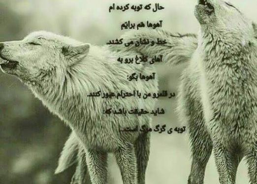 عکس گرگ تنها برای پروفایل