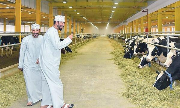 عکس گاو میهن