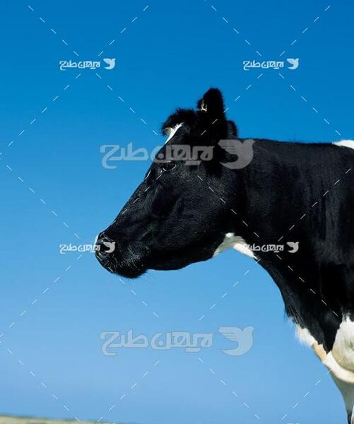 عکس گاو میهن