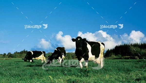 عکس گاو میهن
