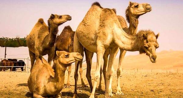 عکس چلو شتر