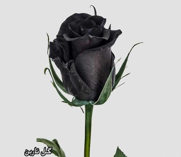 عکس گل لاله مشکی