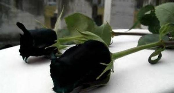 عکس گل لاله مشکی