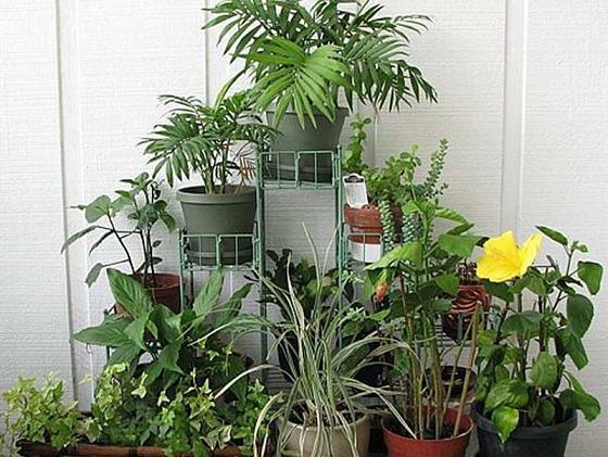 عکس ایده برای چیدمان گل در منزل