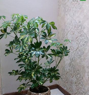 عکس ایده برای چیدمان گل در منزل