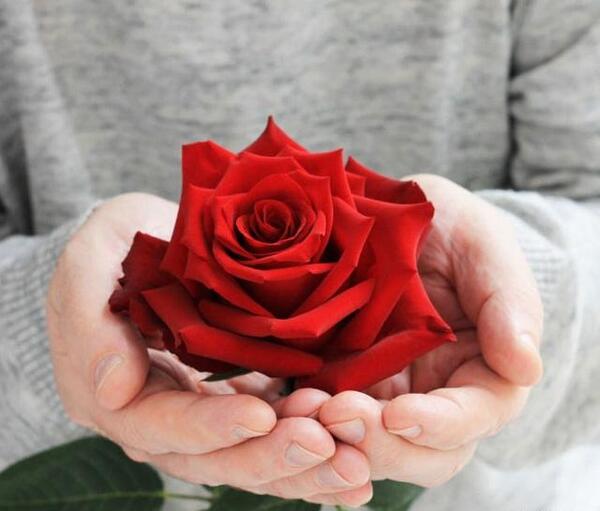 عکس گل رز عاشقانه جدید