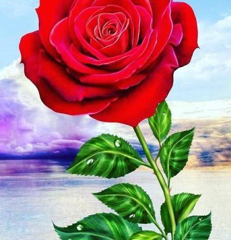 عکس گل رز عاشقانه جدید