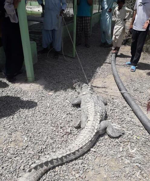 عکس حیوانات چابهار