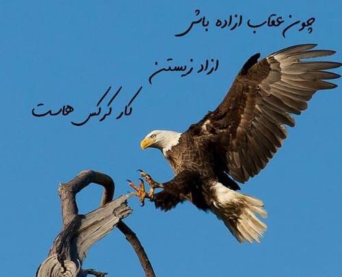 عکس عقاب در قفس