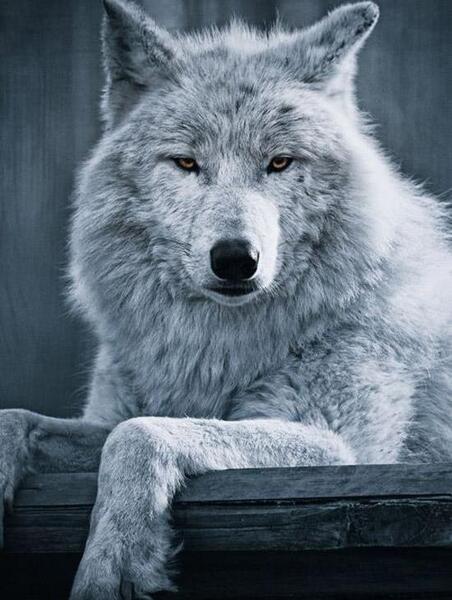 عکس حیوانات گرگ
