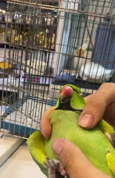 عکس امید شایگان