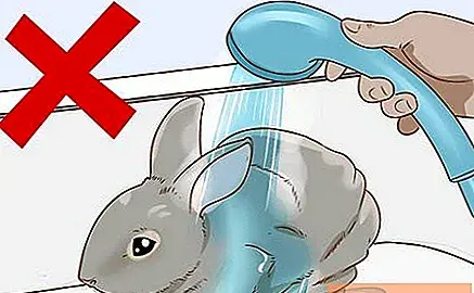 عکس خرگوش شیرین