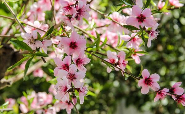 عکس های شکوفه های بهاری