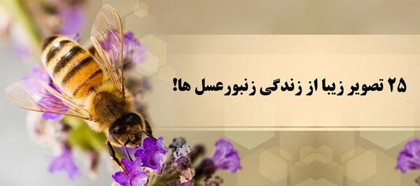 عکس نوشته درباره عسل