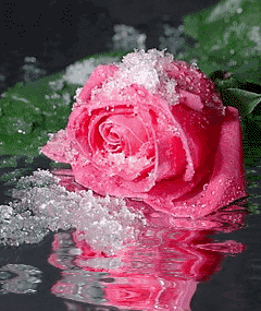 عکس گل های زیبا ی متحرک