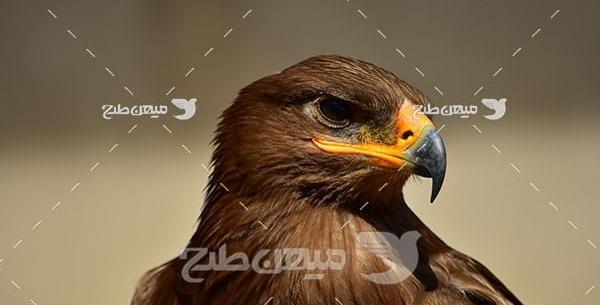 عکس عقاب قهوه ای