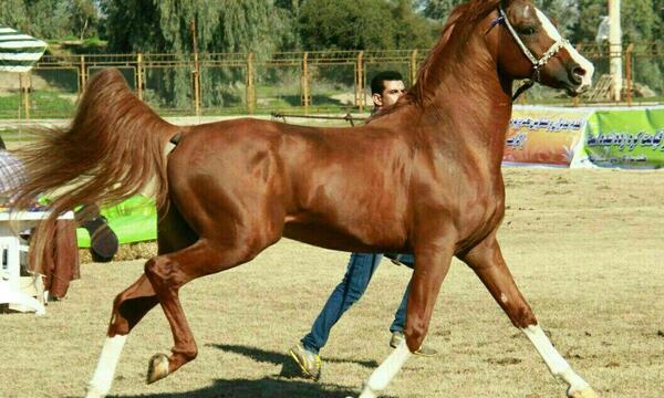 عکس اسب زکریا