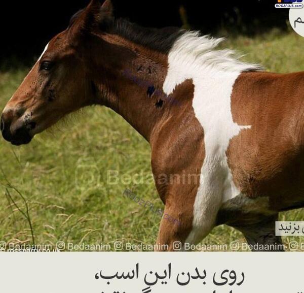 عکس اسب زکریا