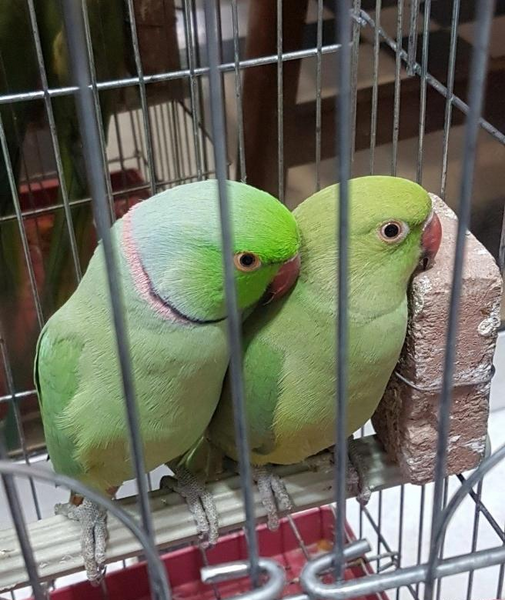عکس طوطی جفت