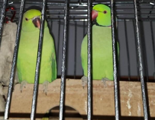 عکس طوطی جفت
