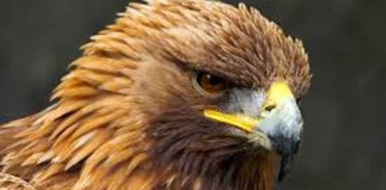 عکس عقاب طلایی زیبا