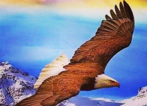 عکس عقاب طلایی زیبا