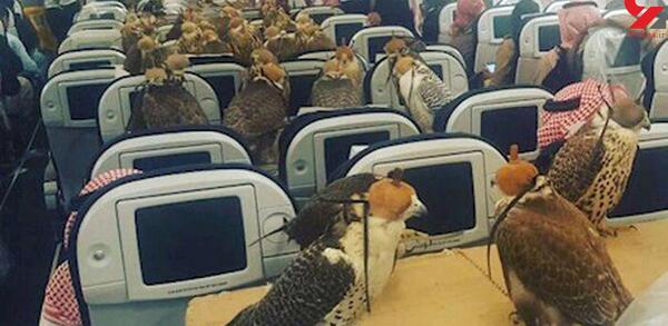 عکس شاهین کوچولو