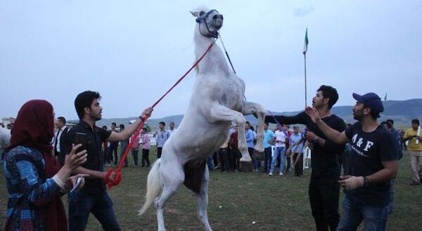 عکس اسب طوفان