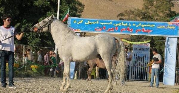 عکس اسب طوفان