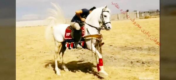 عکس اسب طوفان