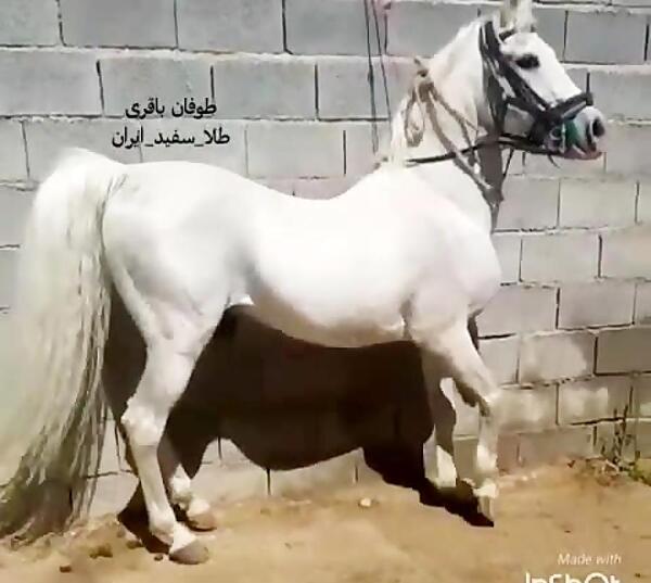 عکس اسب طوفان