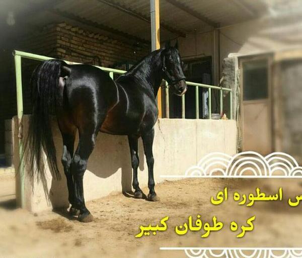 عکس اسب طوفان