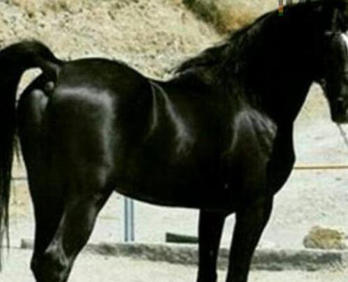 عکس اسب طوفان