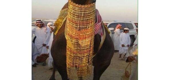 عکس شتر نر