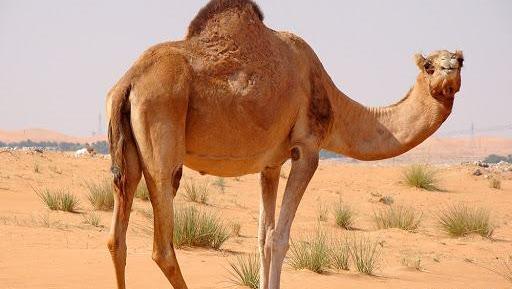 عکس شتر نر