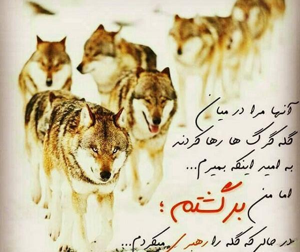عکس نوشته رفیق گرگ